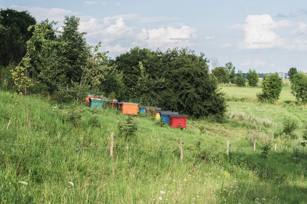 Poland, Jeziorowskie, 27 July 2017

One of many small, intimate bee apiaries in north-eastern Poland.

In many places like this, an unequal struggle for survival is now taking place, the stakes of which are far greater than the microcosm.

Tomasz Stabiński / NOOR